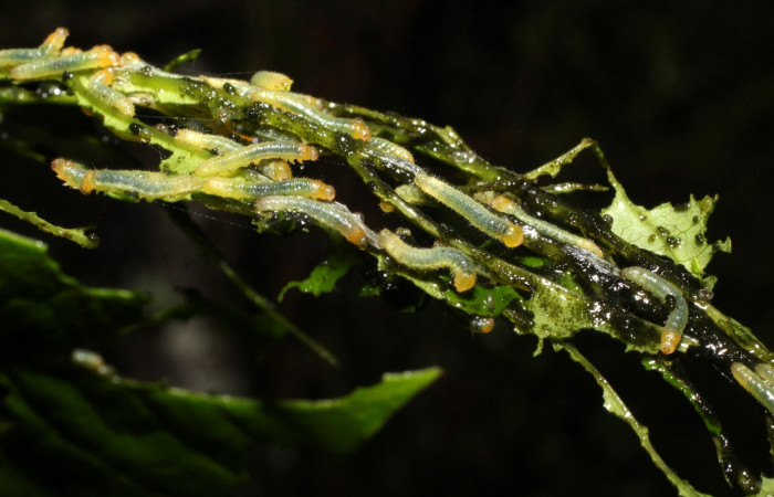 Fig. 5. Grupo, <i>Eurema xanthochlora</i> (Pieridae), penúltimo estadio, en su planta hospedera <i>Senna papillosa</i> (Fabaceae). Area de Conservación Guanacaste, Sector Cacao, Sendero Nayo. (20-SRNP-36822-DHJ771272.jpg).