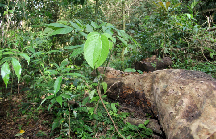 Fig. 12. Hábitat, <i>Senna papillosa</i> (Fabaceae), planta hospedera de <i>Eurema xanthochlora</i> (Pieridae). Area de Conservación Guanacaste, Sector Caca, Estación Biológica Cacao. Foto paratoxónoma Dunia Garcia. 01/18/2021.