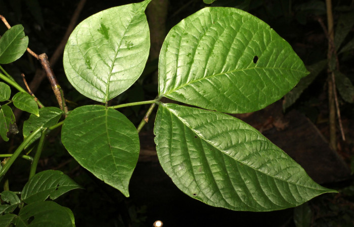 Fig. 11. Hoja, <i>Senna papillosa</i> (Fabaceae), planta hospedera de <i>Eurema xanthochlora</i> (Pieridae). Area de Conservación Guanacaste, Sector Cacao, Estación Biológica Cacao. Foto parataxónoma Dunia Garcia. 01/18/2021.