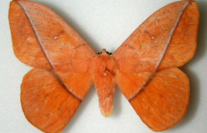 Fig. 01. Adulto de <i>Lonomia santarosensis</i> (Saturniidae), macho, vista dorsal, 74mm de longitud. Voucher: INBIOCRI000515492-DHJ34458.jpg.