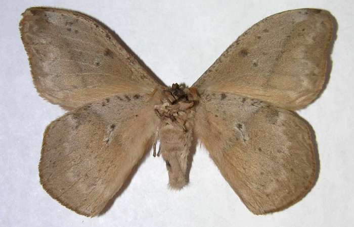 Fig. 04. Adulto de <i>Lonomia santarosensis</i> (Saturniidae), macho, vista ventral, 59mm de longitud. Voucher: 06-SRNP-4620-DHJ361369.jpg.
