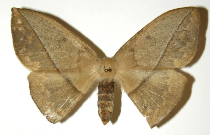 Fig. 05. Adulto de <i>Lonomia santarosensis</i> (Saturniidae), hembra, vista dorsal, 72mm de longitud. Voucher: 04-SRNP-23381-DHJ303652.jpg.
