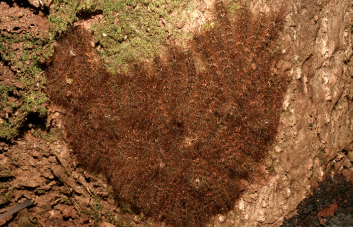 Fig. 09. Grupo de larvas de <i>Lonomia santarosensis</i> (Saturniidae), último estadío, 40mm de longitud. Voucher: 14-SRNP-70796-DHJ722615.jpg.
