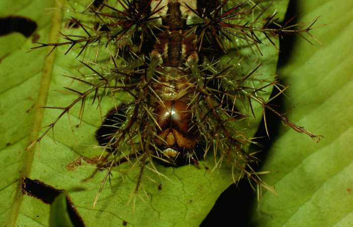 Fig. 11. Larva de <i>Lonomia santarosensis</i> (Saturniidae), longitud no indicada, cabeza vista frontalmente. Voucher: 93-SRNP-224-DHJ27031.jpg.