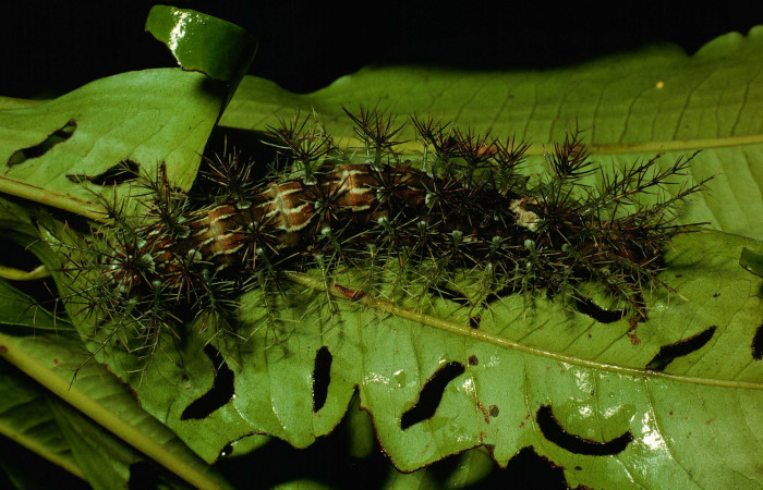 Fig. 13. Larva de <i>Lonomia santarosensis</i> (Saturniidae), longitud no indicada, último estadío, vista dorsal de todo el cuerpo. Voucher: 93-SRNP-224-DHJ27032.jpg.