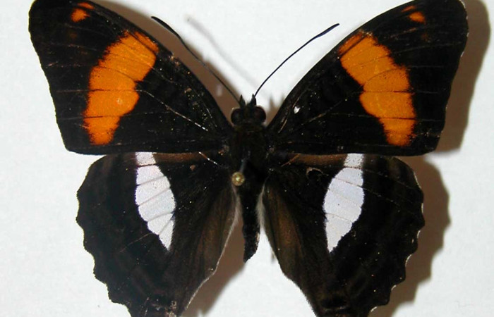 Fig. 10. Adulto <i>Adelpha lacina</i> Vista dorsal. Voucher: 02-SRNP-21015-DHJ34724.jpg.