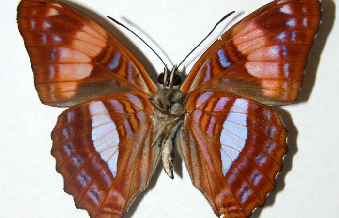 Fig. 12. Adulto <i>Adelpha</i> leuceriaDHJ01. Vista dorsal.  Voucher:. 12-SRNP-31971-DHJ567380jpg