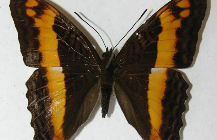 Fig. 11. Adulto <i>Adelpha lacina</i>  Vista ventral.  Voucher: 02-SRNP-21015-DHJ34725.jpg.