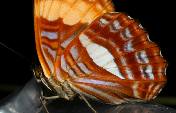 Fig. 1. Adulto <i>Adelpha lacina</i>. Vista ventral ala posterior. Voucher: 06-SRNP-34704-DHJ416562.jpg.