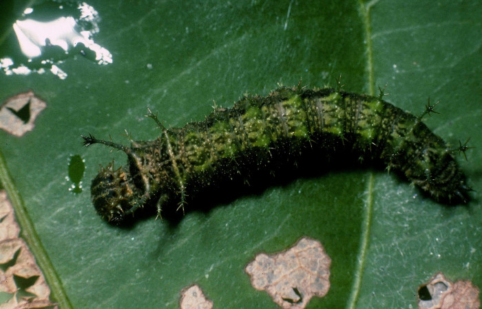 Fig. 2. Larva <i>Adelpha lacina</i> en cuarto estadío vista dorsal.  Voucher: 04-SRNP-60516-DHJ87716.jpg.