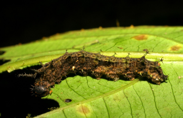 Fig. 3. Larva <i>Adelpha lacina</i> último estadío. Voucher: 06-SRNP-34827-DHJ416582.jpg.