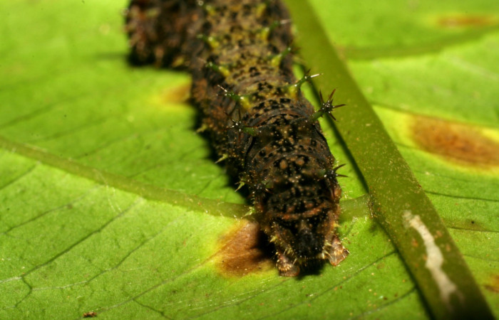Fig. 5. Larva <i>Adelpha lacina</i> en último estadío, segmento anal.  Voucher:  06-SRNP-34827-DHJ416593.jpg