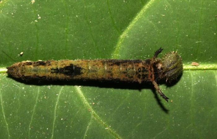 Fig. 6. Larva <i>Adelpha</i> leuceriaDHJ01. Vista dorsal.  Voucher: 12-SRNP-31973-DHJ700360.jpg.