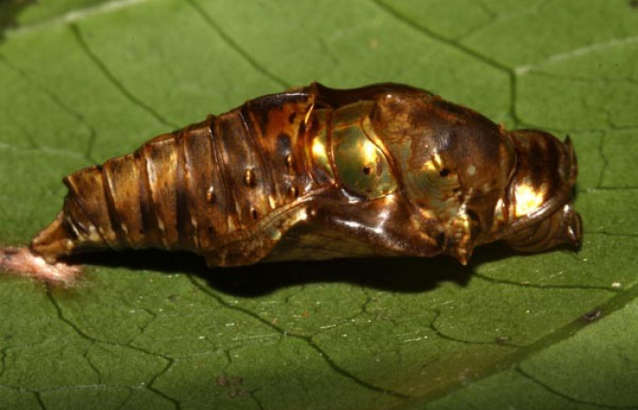 Fig. 8. Pupa <i>Adelpha lacina</i> vista lateral.  Voucher: 13-SRNP-31313-DHJ701526.jpg.