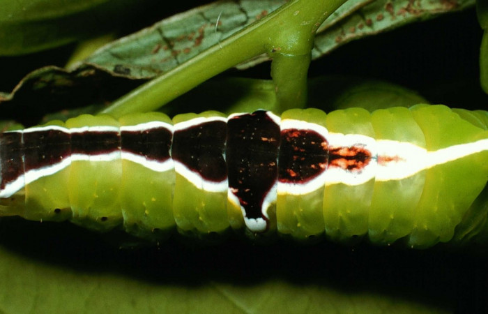 Fig. 11. Larva último estadio: <i>tecmessa rarata</i>. Area de Conservación Guanacaste, Sector Cacao, Naranjales, elevación 1030 m.s.n.m,(02-SRNP-24403-DHJ70809.jpg), posición dorsal.