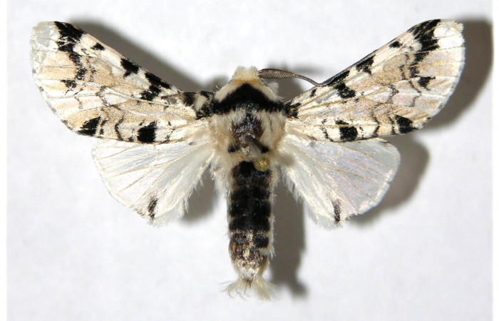 Fig. 3. Adulto: <i>Tecmessa dandon</i>. Area de Conservación Guanacaste, Sector Cacao, Puente Gongora, elevación 540 m.s.n.m,(95-SRNP-47383-DHJ322438.jpg), posición dorsal, macho.
