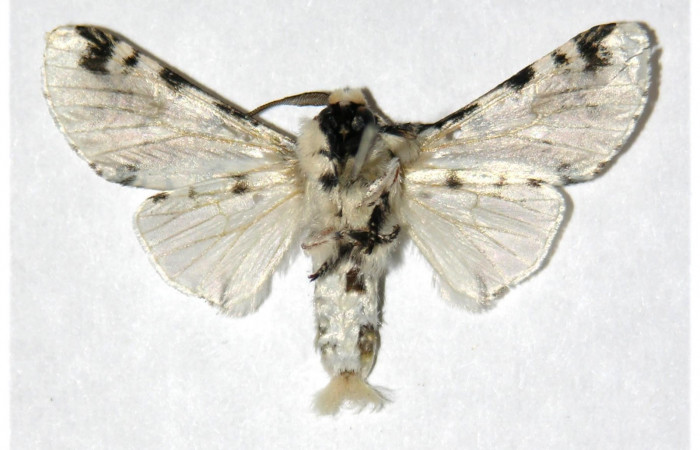 Fig. 5. Adulto: <i>Tecmessa dandon</i>. Area de Conservación Guanacaste, Sector Cacao, Puente Gongora, elevación 540 m.s.n.m,(95-SRNP-47383-DHJ322439.jpg), posición ventrtal, macho.