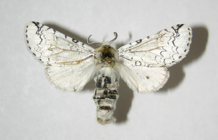 Fig. 6. Adulto: <i>Tecmessa rarata</i>. Area de Conservación Guanacaste, Sector Mundo Nuevo , Vado Ficus, elevación 375 m.s.n.m,(07-SRNP-58743-DHJ382088.jpg), posición dorsal, hembra.