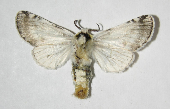 Fig. 7. Adulto: <i>Tecmessa rarata</i>. Area de Conservación Guanacaste, Sector Mundo Nuevo, Vado Ficus, elevación 375 m.s.n.m,(07-SRNP-58743-DHJ382089.jpg), posición ventral, hembra.