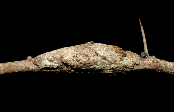 Fig. 17. Capullo: <i>Tecmessa dandon</i>. Area de Conservación Guanacaste, Sector Mundo Nuevo, Bosque San Emilio, elevación 470 m.s.n.m,(07-SRNP-60252-DHJ462099.jpg).