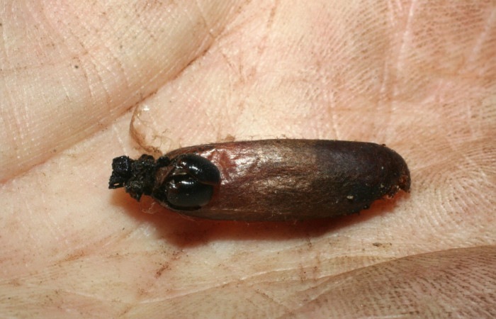 Fig 19. (Capullo de Avispa) Ichneumonidae, <i>Enicospilus</i> Gauld 102, <i>Tecmessa dandon</i>. Sector Mundo Nuevo, Vado Licania, elevación 470 m.s.n.m (00-SRNP-9873DHJ462101.jpg).