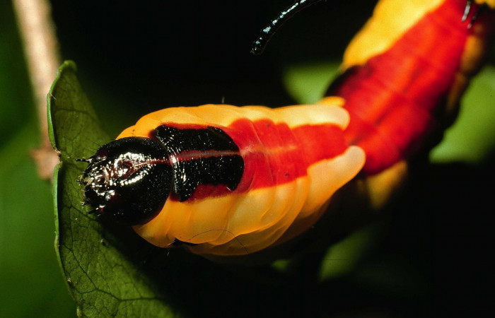 Fig. 15. Larva último estadio: <i>Tecmessa dandon</i>. Area de Conservación Guanacaste, Sector Santa Rosa, Bosque San Emilio, elevación 300 m.s.n.m,(07-SRNP-7261-DHJ24601.jpg), posición frontal.