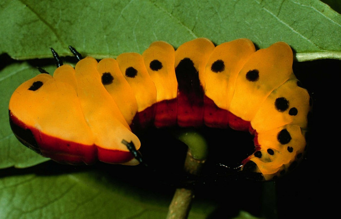 Fig. 14. Larva último estadio: <i>Tecmessa dandon</i>. Area de Conservación Guanacaste, Sector Santa Rosa, Bosque San Emilio, elevación 300 m.s.n.m,(07-SRNP-7261-DHJ24609.jpg).