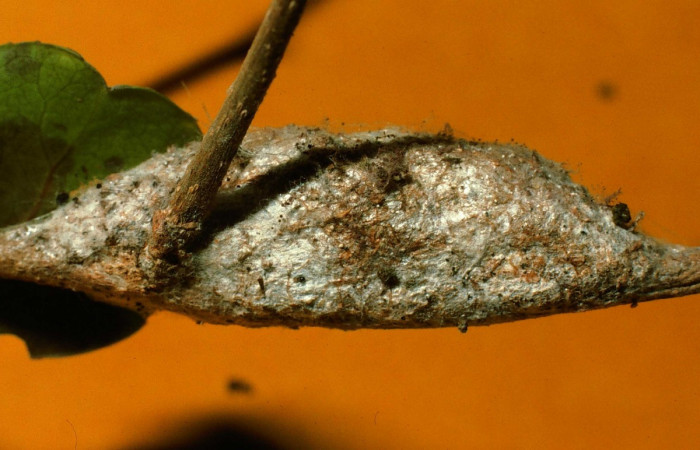 Fig. 16. Capullo: <i>Tecmessa dandon</i>. Area de Conservación Guanacaste, Sector Santa Rosa, Bosque San Emilio, elevación 300 m.s.n.m,(95-SRNP-7261-DHJ24639.jpg).