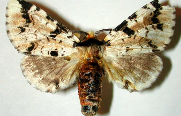 Fig. 2. Adulto: <i>Tecmessa dandon</i>. Area de Conservación Guanacaste, Sector Santa Rosa, Finca Jenny, elevación 205 m.s.n.m,(95-SRNP-9849-DHJ32562.jpg), posición dorsal, hembra.