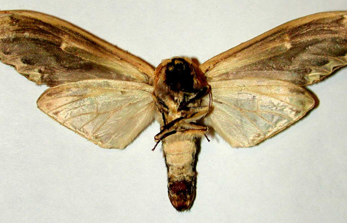 Figura 13. Posicion Ventral del Adulto de, <i>Truncaptera gigantea</i> (Notodontidae) Voucher, 00-SRNP-21593-DHJ32351