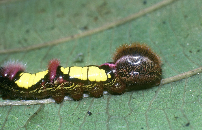 Figura 3. Posicion lateral derecho cola de <i>Truncaptera gigantea</i> (Notodontidae), en último estadio mide 32 mm, planta hospedera <i>Coussapoa nymphaeifolia</i> (Urticaceae), Estación Caribe. Voucher. 04-SRNP-3015-DHJ84508.