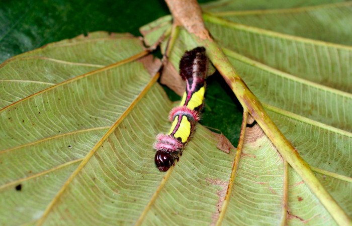 Figura 5. Posicion de dorsal, de <i>Truncaptera gigantea</i> (Notodontidae), en último estadio mide 32 mm, planta hospedera <i>Coussapoa nymphaeifolia</i> (Urticaceae), Estación Caribe. Voucher, 06-SRNP-413-DHJ415624.