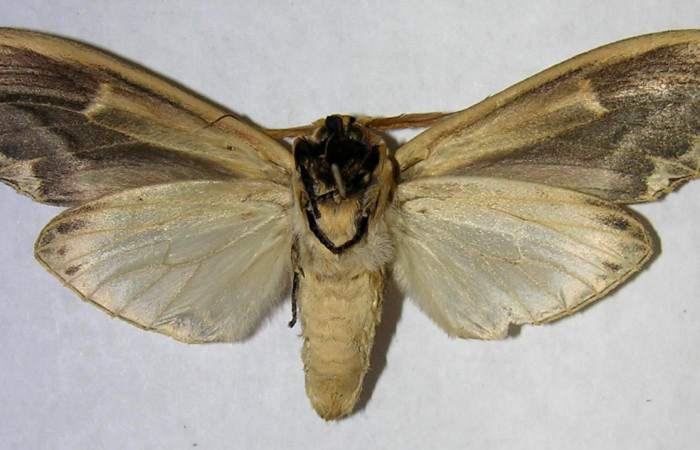 Figura 15. Posicion Ventral del Adulto de, <i>Truncaptera gigantea</i> (Notodontidae) Voucher, 06-SRNP-8728-DHJ361789.