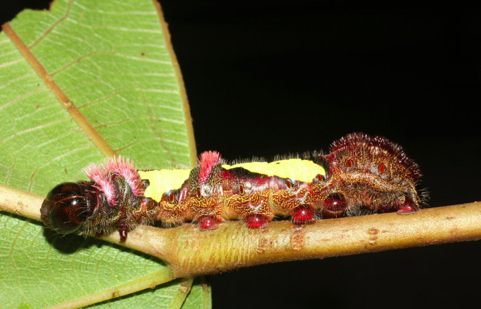 Figura 7. Posicion de lateral, mostrando los espiráculos rojos de <i>Truncaptera gigantea</i> (Notodontidae) planta hospedera <i>Coussapoa nymphaeifolia</i> (Urticaceae), Estación Caribe. Voucher,17-SRNP-1467-DHJ704580.