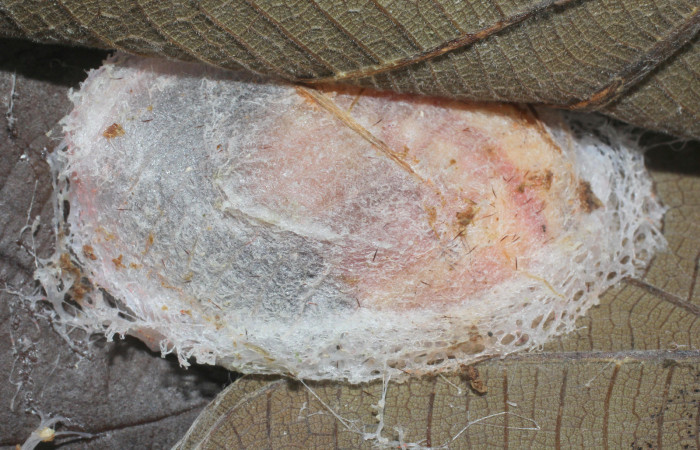 Figura 11.Prepupa de, <i>Truncaptera gigantea</i> (Notodontidae) planta hospedera <i>Coussapoa nymphaeifolia</i> (Urticaceae), Voucher, 17-SRNP-1467-DHJ704663.