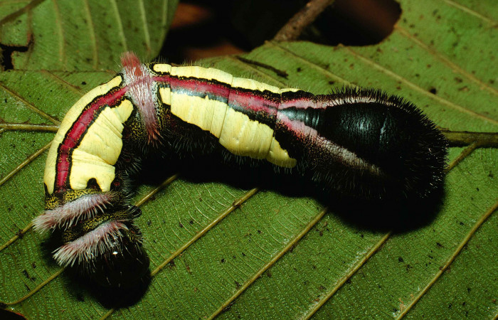 Figura 8. Posicion dorsal, mostrando la línea roja de <i>Truncaptera gigantea</i> (Notodontidae) planta hospedera <i>Coussapoa nymphaeifolia</i> (Urticaceae), Estación Caribe. Voucher, 99-SRNP-12510-DHJ51824