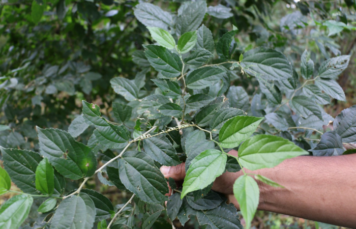 Fig.12 Planta <i> Celtis iguanaea</i>,(Ulmaceae), hospedera  <i> Spilomela pantheralis</i> (Crambidae), Sector Mundo Nuevo, Quebrada Tibio, Foto,  Elieth Cantillano 12 Noviembre 2020.
