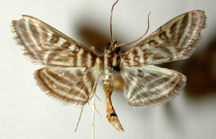 Fig.1 Vista dorsal macho <i>Spilomela pantheralis</i> (Crambidae), eclosionó 05 agosto 20o1, Sector San Cristobal, Quebrada Cementerio,700mts. (01-SRNP-2567-DHJ33524.jpg).