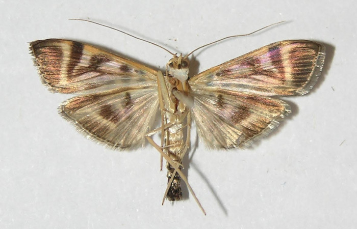 Fig.2 Vista Ventral, <i>Spilomela pantheralis</i> (Crambidae), eclosionó 13 marzo 2013, Sector San Cristobal, Quebrada Cementerio,700mts. (01-SRNP-2567-DHJ33525.jpg).
