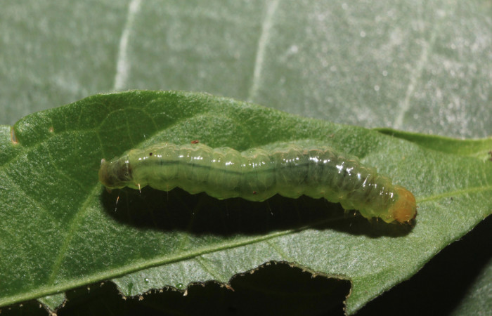 Fig.5 Vista dorsal, <i>Spilomela pantheralis</i> (Crambidae), se colectó 02 junio 2014, Sector pitilla, Medrano, 380mts. (14-SRNP-70951-DHJ722987.jpg).