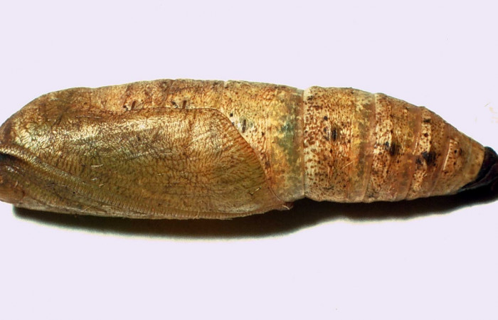 Fig. 16. Pupa de <i>Epimecis matronaria</i> (Geometridae). Voucher: 01-SRNP-14881-DHJ60761.