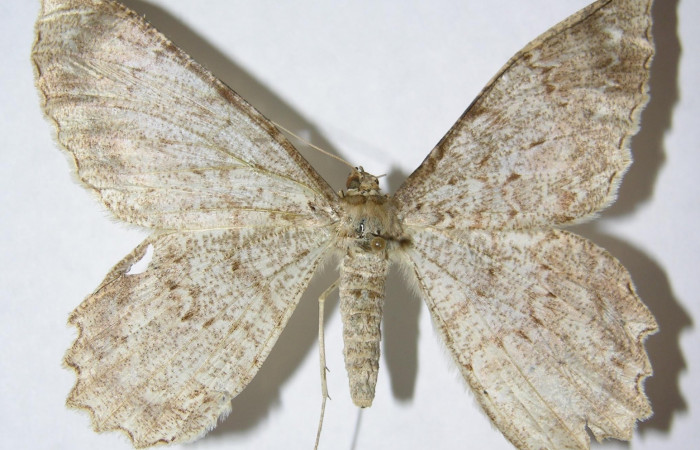 Fig. 18. Adulto de <i>Epimecis plumbilinea</i> (Geometridae), vista dorsal. Voucher: 02-SRNP-7074-DHJ324336.