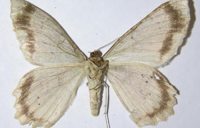 Fig. 19. Adulto de <i>Epimecis plumbilinea</i> (Geometridae), vista ventral. Voucher: 02-SRNP-7074-DHJ324337.