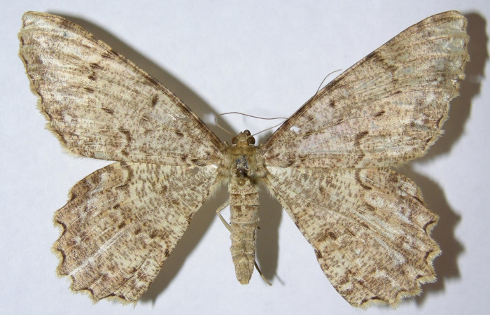 Fig. 20. Adulto de <i>Epimecis conjugaria</i> (Geometridae), vista dorsal. Voucher:02-SRNP-7186-DHJ324348.