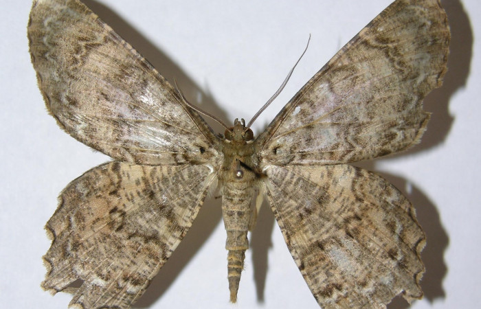 Fig. 21. Adulto de <i>Epimecis matronaria</i> (Geometridae), vista dorsal. Voucher: 05-SRNP-2721-DHJ324350.