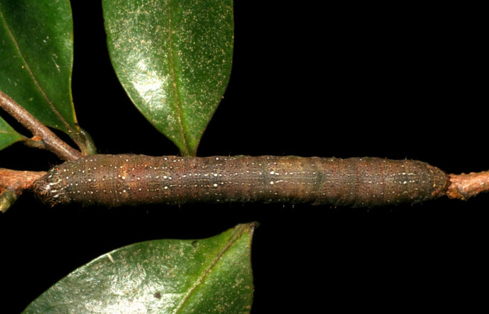 Fig. 4. Larva de <i>Epimecis plumbilinea</i> (Geometridae). Vista dorsal. Voucher: 05- SRNP-45349-DHJ407919.