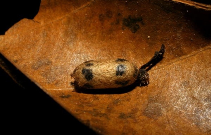 Fig. 8. Capullo de Ichneumonidae <i>Casinaria</i> CAS-678 en <i>Epimecis matronaria</i> (Geometridae). Voucher: 06-SRNP-4046-DHJ424590.