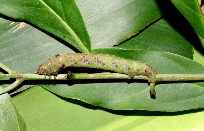 Fig. 2. Larva de <i>Epimecis plumbilinea</i> (Geometridae), muestra el lateral , sus propatas y colores que varían conforme pasan los días. Voucher: 06-SRNP-46366-DHJ417544.