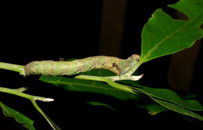 Fig. 3. Larva de <i>Epimecis plumbilinea</i> (Geometridae), muestra el dorsal, sus colores se detallan mejor. Voucher: 06-SRNP-46366-DHJ417547.