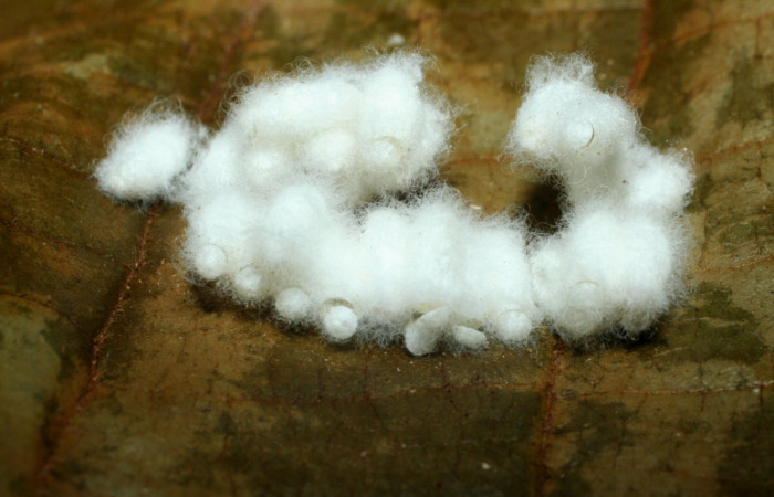 Fig. 9. Capullos de Braconidae <i>Diolcogaster</i> Choi112 en <i>Epimecis matronaria</i> (Geometridae). Voucher: 08-SRNP-16332-DHJ452325